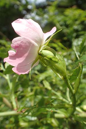 Rosa elliptica \ Keilblättrige Rose, D Großheubach am Main 20.6.2016