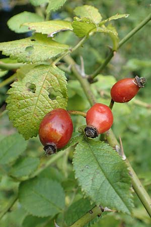 Rosa elliptica \ Keilblttrige Rose / Wedge-Leaved Rose, D Großheubach am Main 10.9.2016