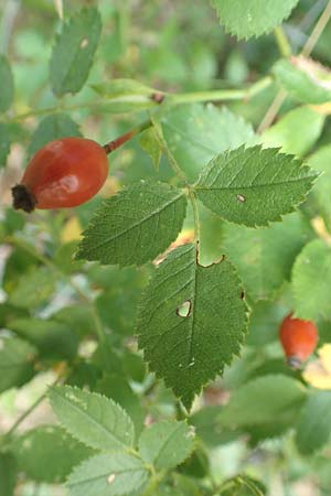 Rosa elliptica \ Keilblttrige Rose, D Großheubach am Main 10.9.2016