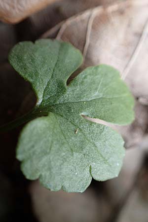 Ranunculus eifeliensis \ Eifel-Gold-Hahnenfu / Eifel Goldilocks, D Hillesheim-Walsdorf 22.4.2017