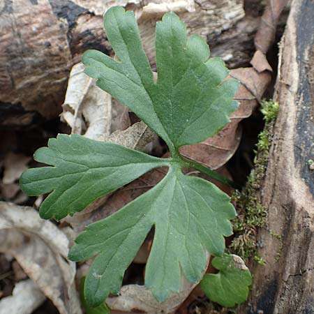 Ranunculus eifeliensis \ Eifel-Gold-Hahnenfu / Eifel Goldilocks, D Hillesheim-Walsdorf 22.4.2017