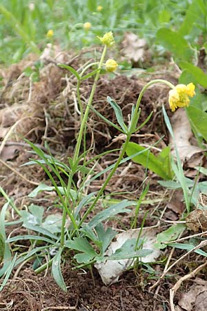 Ranunculus eifeliensis \ Eifel-Gold-Hahnenfu / Eifel Goldilocks, D Bad Münstereifel 22.4.2017