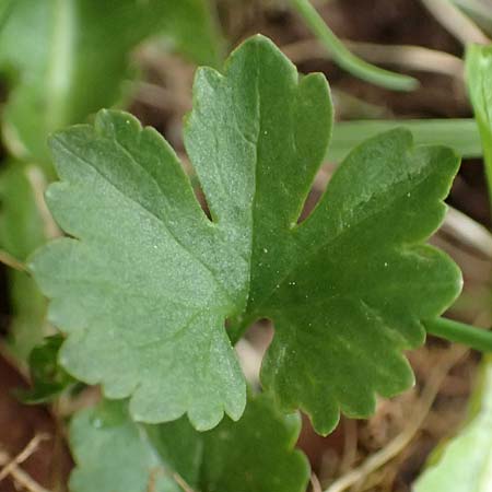 Ranunculus eifeliensis \ Eifel-Gold-Hahnenfu / Eifel Goldilocks, D Bad Münstereifel 22.4.2017