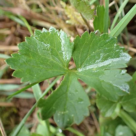 Ranunculus eifeliensis \ Eifel-Gold-Hahnenfu / Eifel Goldilocks, D Bad Münstereifel 22.4.2017