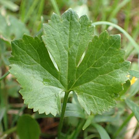 Ranunculus eifeliensis / Eifel Goldilocks, D Bad Münstereifel 22.4.2017