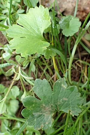 Ranunculus eifeliensis \ Eifel-Gold-Hahnenfu / Eifel Goldilocks, D Bad Münstereifel 22.4.2017