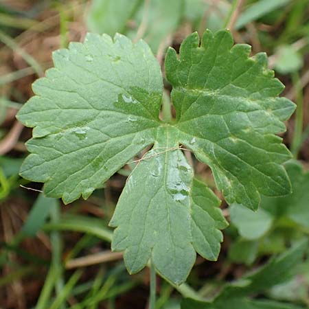 Ranunculus eifeliensis / Eifel Goldilocks, D Bad Münstereifel 22.4.2017