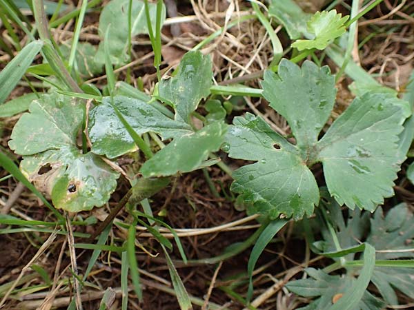 Ranunculus eifeliensis \ Eifel-Gold-Hahnenfu / Eifel Goldilocks, D Bad Münstereifel 22.4.2017