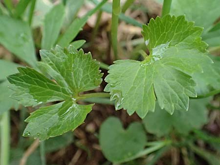 Ranunculus eifeliensis \ Eifel-Gold-Hahnenfu / Eifel Goldilocks, D Bad Münstereifel 22.4.2017