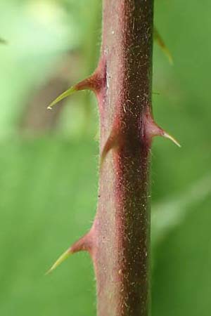 Rubus eifeliensis \ Eifel-Brombeere / Eifel Bramble, D Odenwald, Fürth 5.7.2018