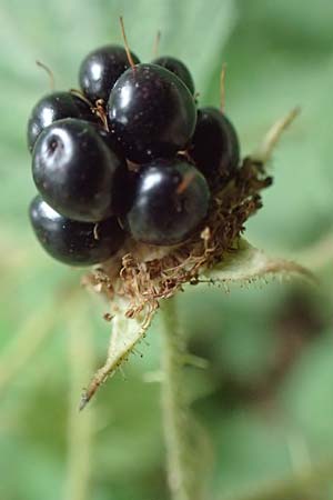 Rubus spec6 ? \ Haselblatt-Brombeere / Bramble, D Herne 27.7.2019