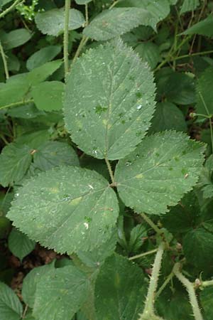 Rubus spec6 ? \ Haselblatt-Brombeere / Bramble, D Herne 27.7.2019