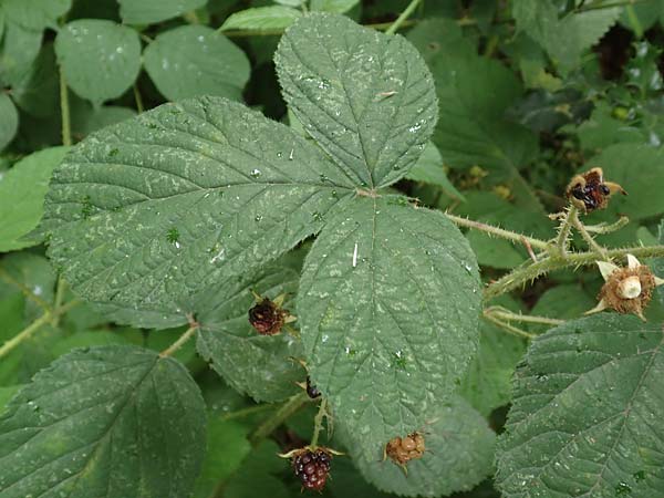 Rubus spec6 ? \ Haselblatt-Brombeere / Bramble, D Herne 27.7.2019