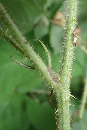 Rubus spec6 ? \ Haselblatt-Brombeere / Bramble, D Herne 27.7.2019