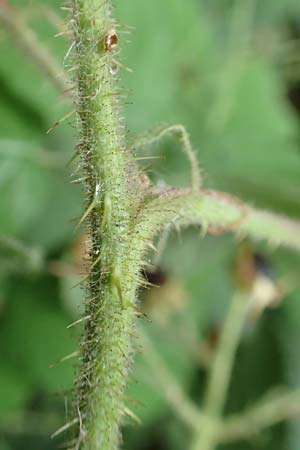 Rubus spec6 ? \ Haselblatt-Brombeere / Bramble, D Herne 27.7.2019