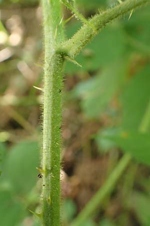 Rubus elegans \ Vielschwnzige Brombeere, D Bad Orb 4.8.2019