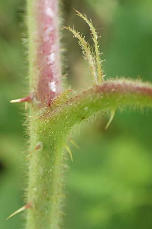 Rubus elegans \ Vielschwänzige Brombeere, D Bad Orb 4.8.2019
