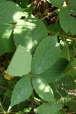 Rubus elegans \ Vielschwnzige Brombeere, D Bad Orb 4.8.2019