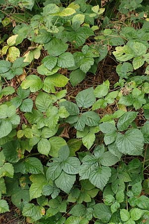 Rubus elegans ? \ Vielschwänzige Brombeere, D Rheinstetten-Silberstreifen 14.8.2019
