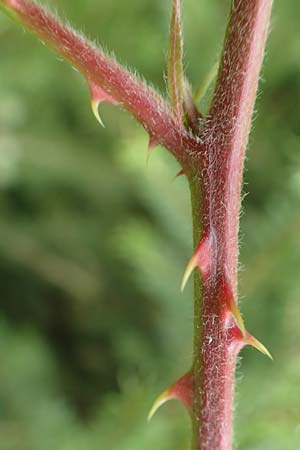 Rubus eifeliensis / Eifel Bramble, D Monschau-Kalterherberg 27.7.2020