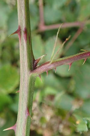 Rubus elegantispinosus \ Schlankstachelige Brombeere, D Herne 28.7.2020