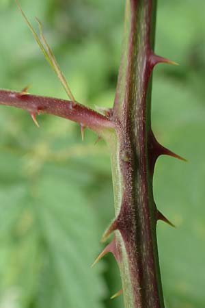 Rubus elegantispinosus \ Schlankstachelige Brombeere / Elegant-Spine Bramble, D Herne 28.7.2020