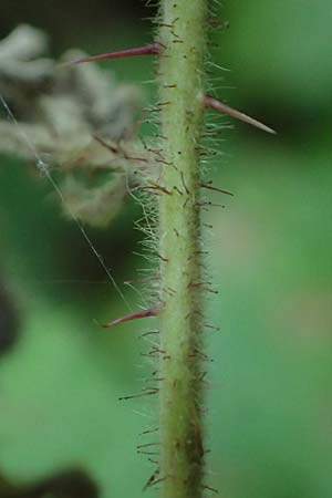 Rubus erythrocomos \ Rotschopf-Brombeere / Red-Tuft Bramble, D Windeck-Mittel 5.9.2021