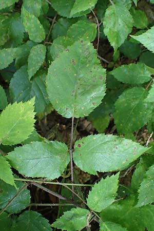 Rubus erythrocomos \ Rotschopf-Brombeere / Red-Tuft Bramble, D Windeck-Mittel 5.9.2021