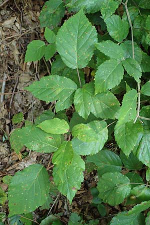 Rubus erythrocomos \ Rotschopf-Brombeere / Red-Tuft Bramble, D Windeck-Mittel 5.9.2021