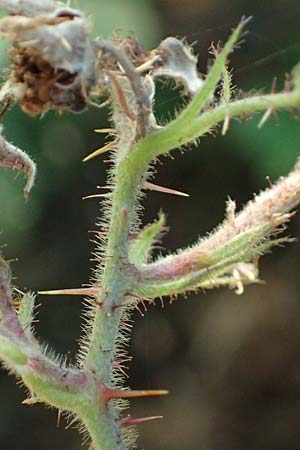 Rubus erythrocomos \ Rotschopf-Brombeere / Red-Tuft Bramble, D Bergneustadt-Neuenothe 5.9.2021