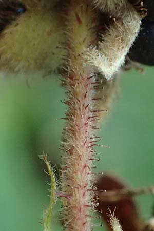 Rubus erythrocomos \ Rotschopf-Brombeere, D Bergneustadt-Neuenothe 5.9.2021