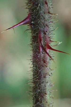 Rubus erythrocomos \ Rotschopf-Brombeere, D Bergneustadt-Neuenothe 5.9.2021