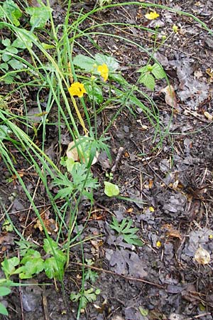 Ranunculus acris subsp. friesianus \ Scharfer Hahnenfu, D Brackenheim 30.5.2015