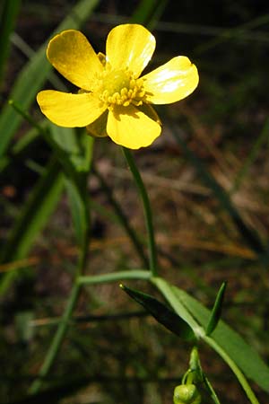 Ranunculus flammula \ Brennender Hahnenfu / Lesser Spearwort, D Ober-Roden 17.6.2015