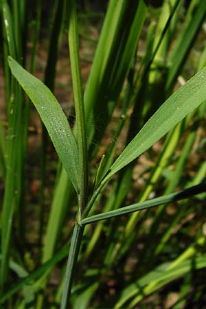Ranunculus flammula \ Brennender Hahnenfu / Lesser Spearwort, D Ober-Roden 17.6.2015