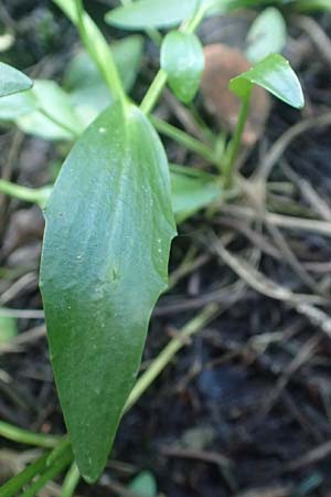 Ranunculus flammula \ Brennender Hahnenfu / Lesser Spearwort, D Leutkirch 7.5.2016