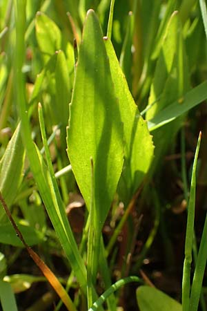 Ranunculus flammula \ Brennender Hahnenfu / Lesser Spearwort, D Rödermark 13.5.2017