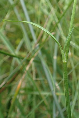 Ranunculus flammula \ Brennender Hahnenfu / Lesser Spearwort, D Drover Heide 9.7.2018