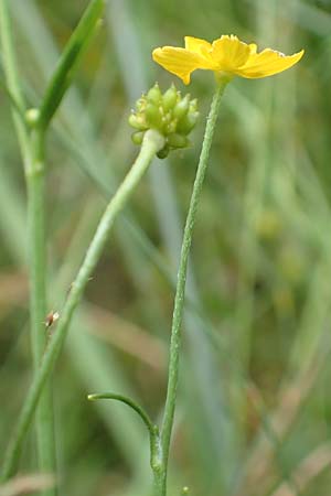 Ranunculus flammula \ Brennender Hahnenfu / Lesser Spearwort, D Drover Heide 9.7.2018