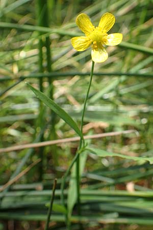 Ranunculus flammula \ Brennender Hahnenfu / Lesser Spearwort, D Drover Heide 9.7.2018