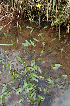 Ranunculus flammula \ Brennender Hahnenfu / Lesser Spearwort, D Rosenthal 15.6.2019