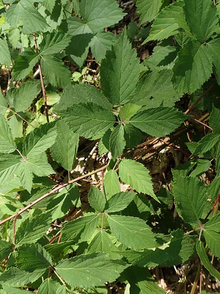 Rubus gratus \ Angenehme Brombeere / Pleasant Bramble, D Herne 27.7.2019