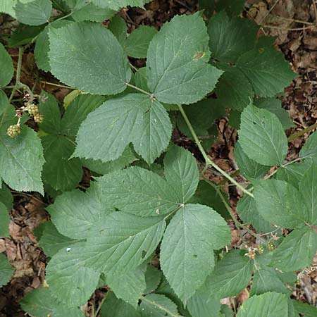 Rubus pyramidalis \ Pyramiden-Brombeere, D Herne 27.7.2019