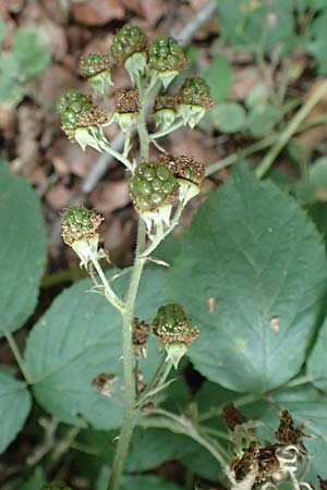 Rubus pyramidalis \ Pyramiden-Brombeere, D Herne 27.7.2019