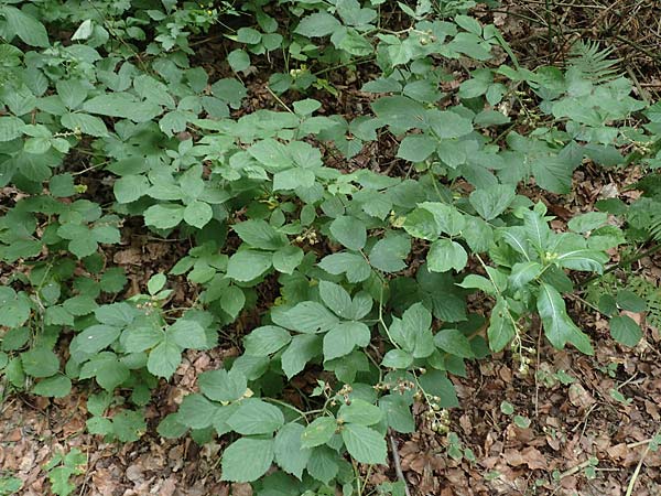 Rubus pyramidalis \ Pyramiden-Brombeere / Pyramidal Bramble, D Herne 27.7.2019