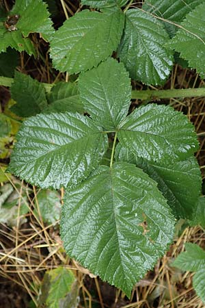 Rubus fasciculatiformis \ Falsche Büschelblütige Haselblatt-Brombeere, D Ronshausen 29.7.2019