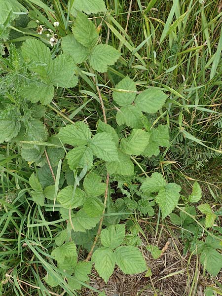 Rubus franconicus \ Frnkische Haselblatt-Brombeere, D Habichtswald-Ehlen 29.7.2019