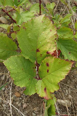 Rubus spec7 ? \ Haselblatt-Brombeere, D Rheinstetten-Silberstreifen 18.8.2019