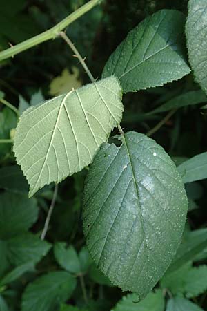 Rubus flexuosus \ Zickzackachsige Brombeere, D Karlsruhe 31.8.2019