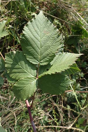 Rubus mougeotii \ Mougeots Haselblatt-Brombeere / Mougeot's Bramble, D Vaihingen-Ensingen 11.9.2019